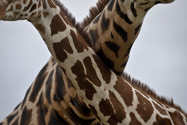 Week in wildlife: Giraffes find love
