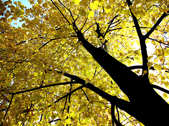 Week in wildlife: Golden autumn leaves