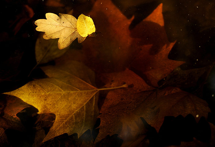 Week in wildlife: Fallen leaves in autumn colours