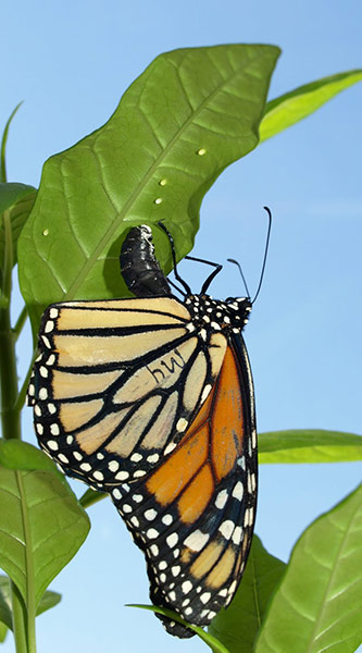 Week in wildlife: monarch butterflies use medication