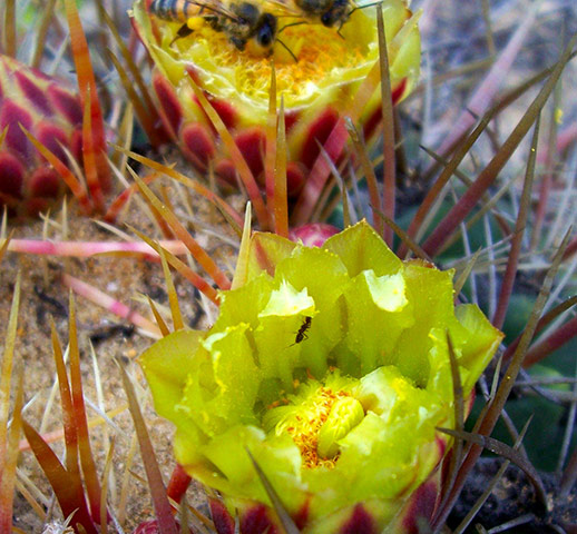 Week in wildlife: invasive Argentine ants prevent insects from pollinating Californian cactus