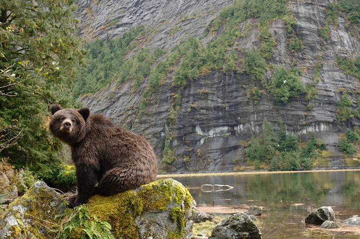 Great Bear Rainforest: iLCP RAVE of the Great Bear Rainforest in British Columbia, Canada