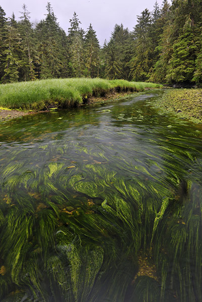 Great Bear Rainforest: iLCP RAVE of the Great Bear Rainforest in British Columbia, Canada