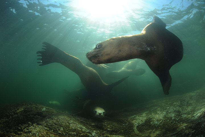 Great Bear Rainforest: iLCP RAVE of the Great Bear Rainforest in British Columbia, Canada