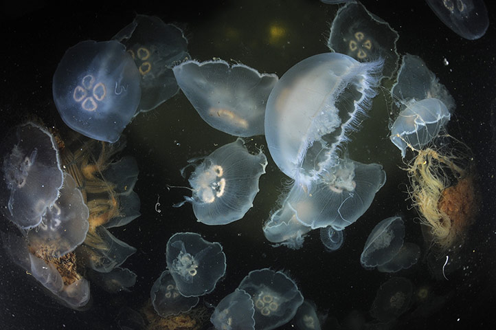 Great Bear Rainforest: iLCP RAVE of the Great Bear Rainforest in British Columbia, Canada
