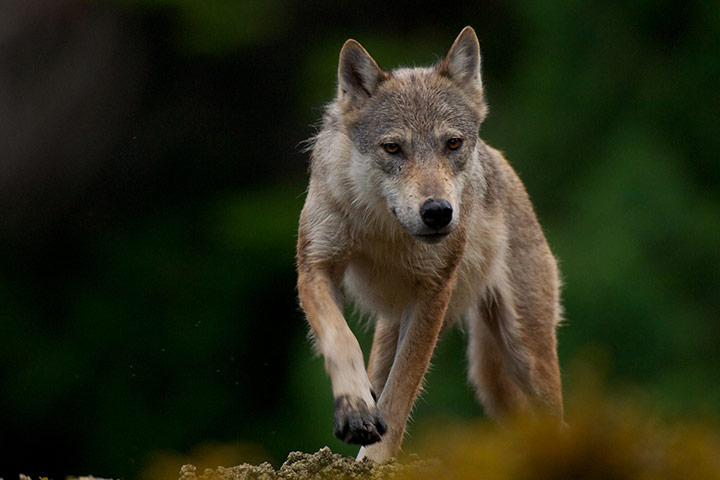 Great Bear Rainforest: iLCP RAVE of the Great Bear Rainforest in British Columbia, Canada