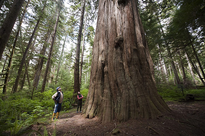 Great Bear Rainforest: iLCP RAVE of the Great Bear Rainforest in British Columbia, Canada