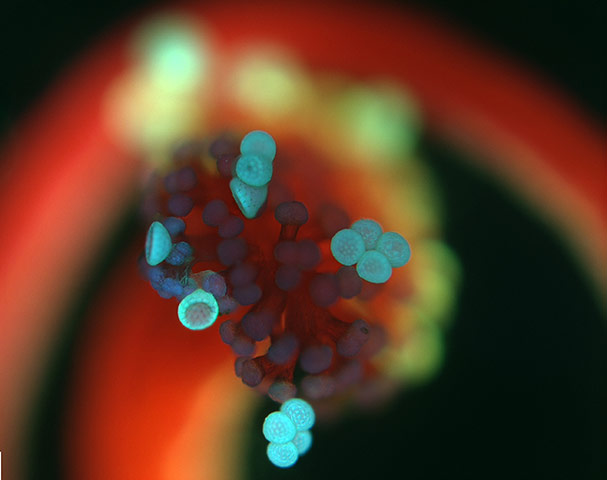 Nikon Small Worlds: Mirabilis Jalapa by Robert Markus