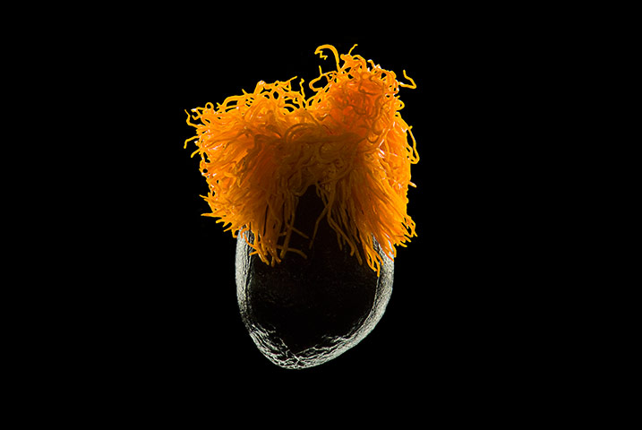 Nikon Small Worlds: Strelitzia reginae by Viktor Sykora