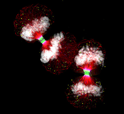 Nikon Small Worlds: Telophase Hela by Paul D Andrews