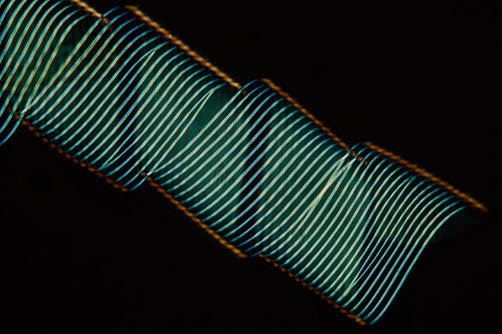 Nikon Small Worlds: Spiral vessels from banana plant stem by Stephen Lowry