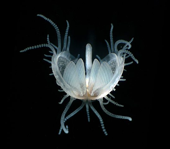 Nikon Small Worlds: Juvenile bivalve mollusc by Gregory Rouse