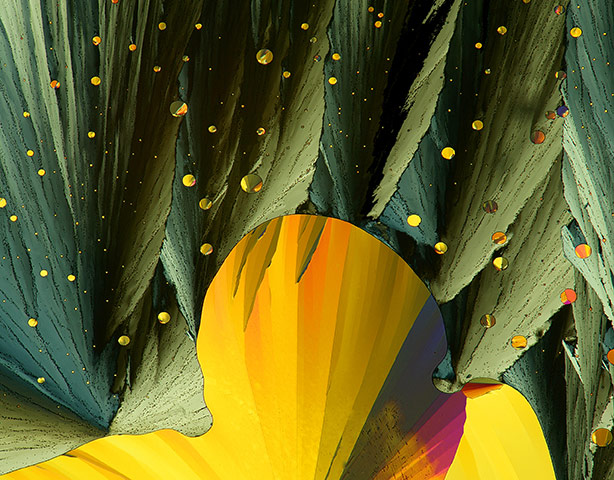 Nikon Small Worlds: Crystallized melt of sulfur and acetanilide by John Hart