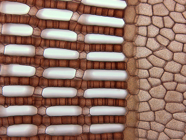 Nikon Small Worlds: Martensia (red seaweed) by John Huisman