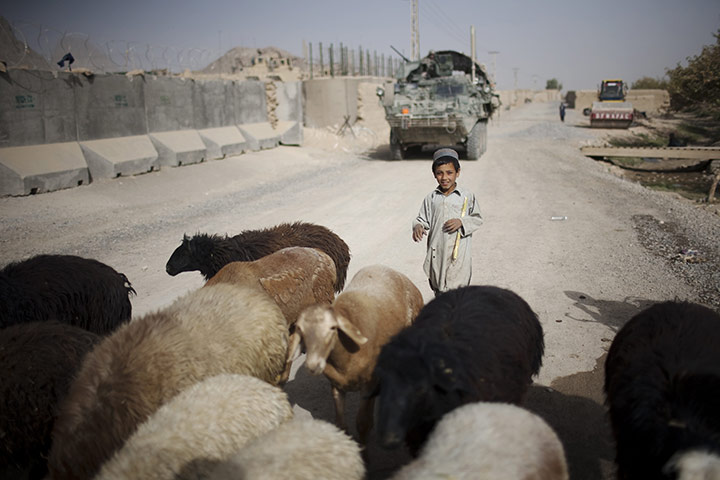 24 Hours in Pictures:  An Afghan boy walks with his cattle in front of a district police station