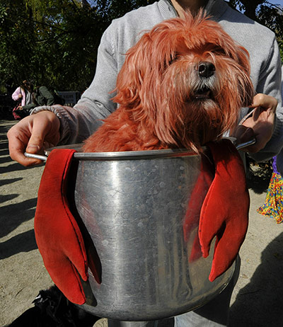 Halloween Dog Parade: Annual Halloween Dog Parade