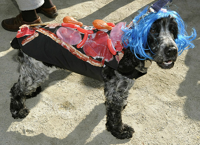 Halloween Dog Parade: Annual Halloween Dog Parade