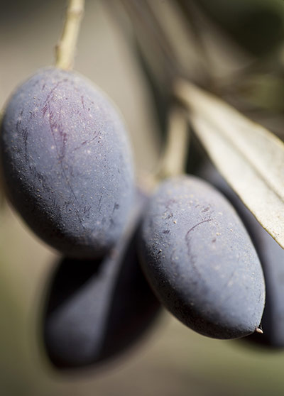 West Bank olive harvest: Olives ready to be picked
