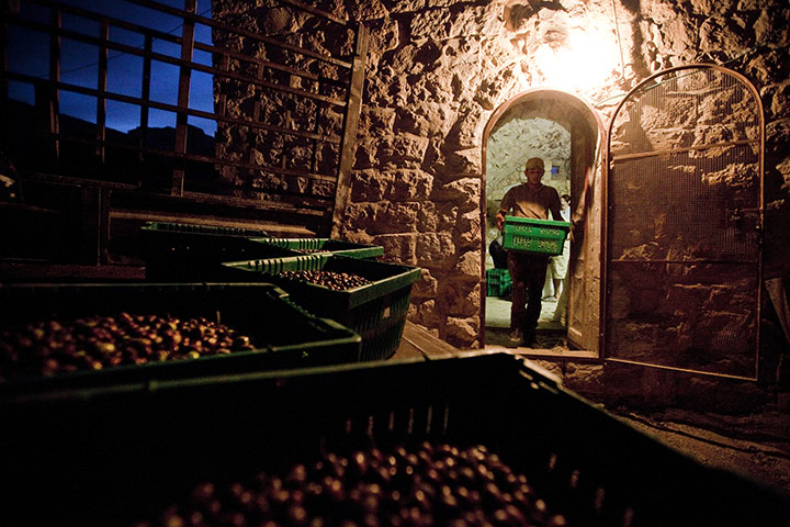 West Bank olive harvest: Farmers from the Beni Zeid Cooperative have their olives weighed
