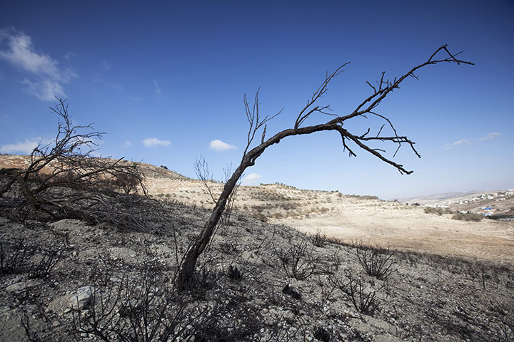 West Bank olive harvest: The remains of burnt olive groves belonging to the village of Burin 
