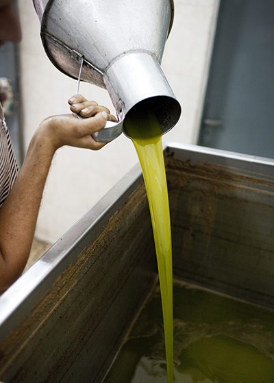 West Bank olive harvest: The finished product. Olive pressing for olive oil