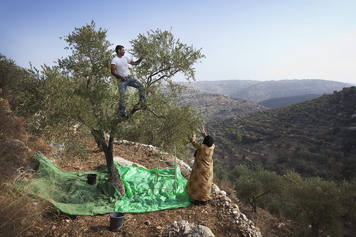 West Bank olive harvest: Sair Khassab and his aunt, Fatiyah Hasseeb, harvest olives. 