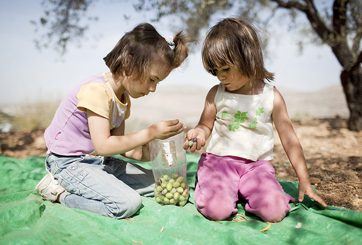 West Bank olive harvest: Saaja and Layla collect olives from the floor near their parents' trees