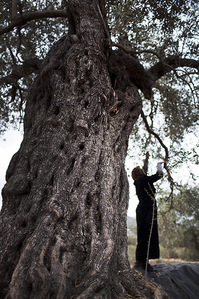 West Bank olive harvest: An 800-year-old tree owned by farmer Sabri Arrar is harvested by his family
