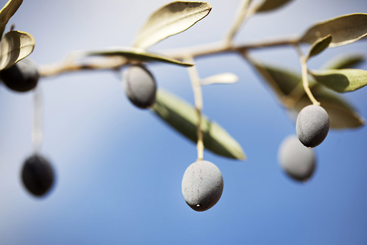 West Bank olive harvest: Olives on a branch at harvest time, Beni Zeid in the West Bank