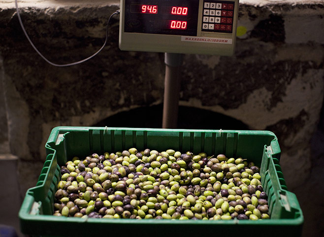 West Bank olive harvest: Farmers from the Beni Zeid Cooperative have their olives weighed