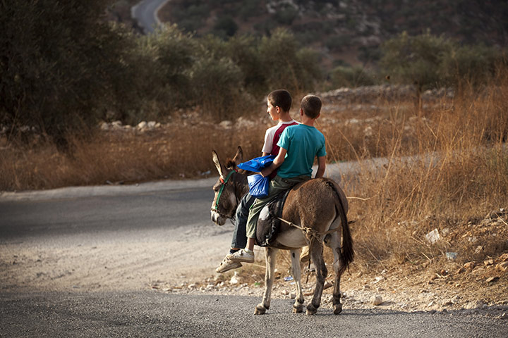 West Bank olive harvest: Boys on their way to pick olives in Beni Zeid