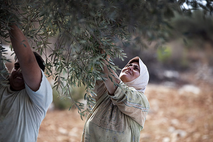 West Bank olive harvest: Olive harvesting in Beni Zeid in the West Bank