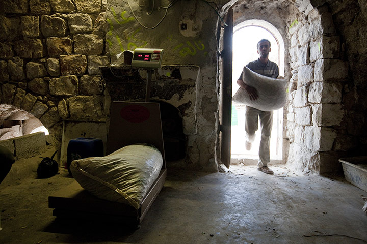 West Bank olive harvest: Farmers from the Beni Zeid Cooperative have their olives weighed