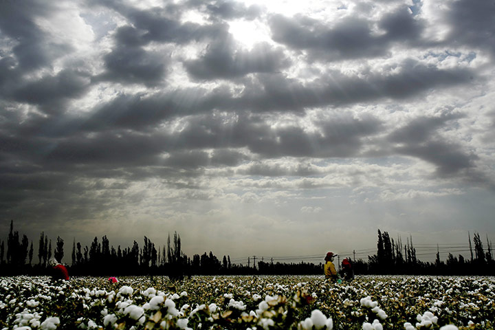 24 hours in pictures: cotton pickers in china