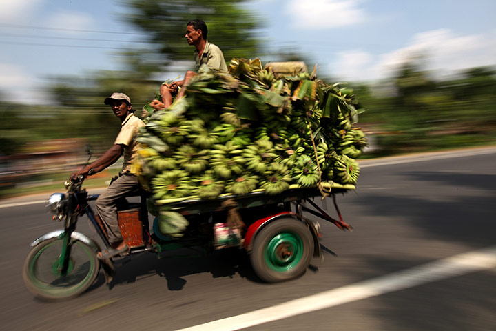 24 hours in pictures: banana harvest in india 