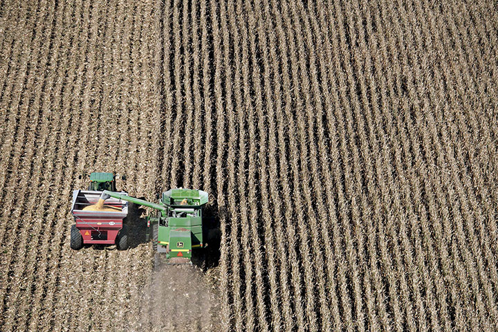 Food prices: Harvested corn is unloaded from a combine harvester into a grain cart