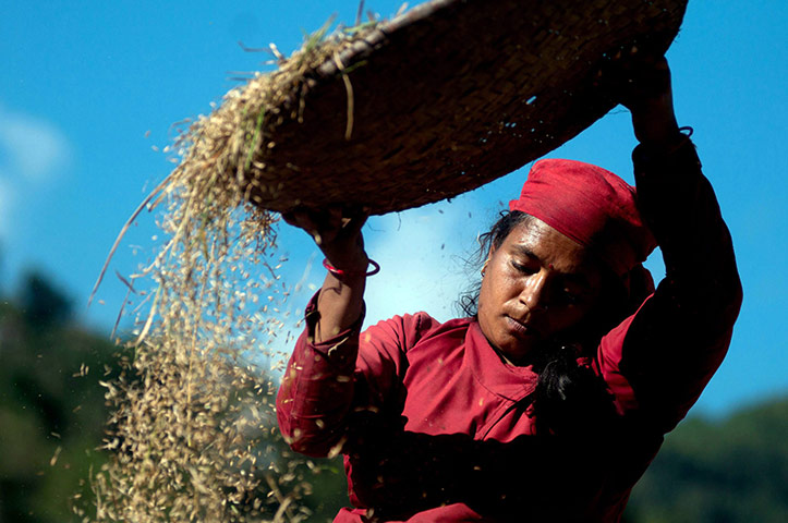 Food prices: A Nepalese woman harvester winnows paddy at a rice paddy field