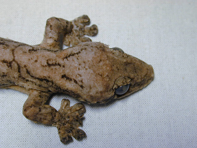 New species in Amazon: Thecadactylus solimoensis 