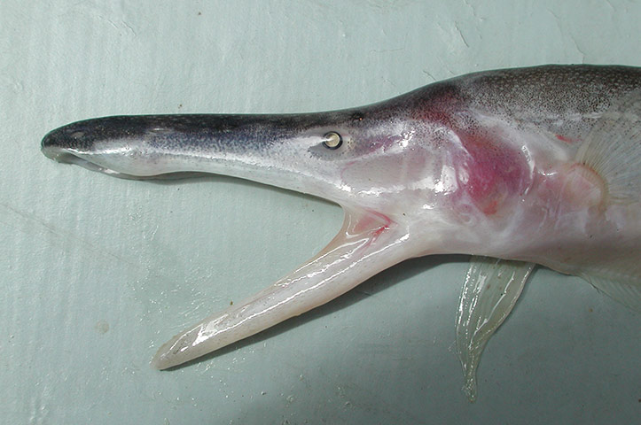 New species in Amazon: Compsaraia samueli