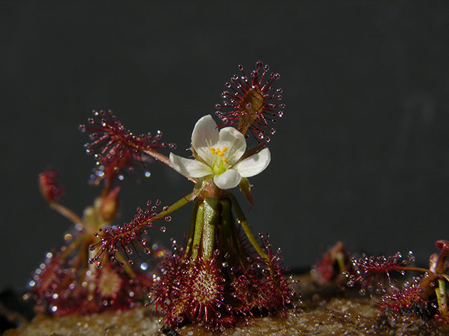 New species in Amazon: Drosera amazonica
