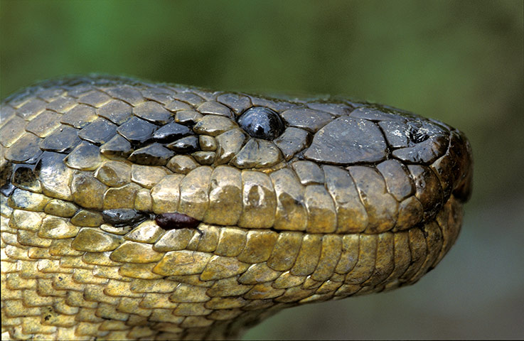Anaconda la reina