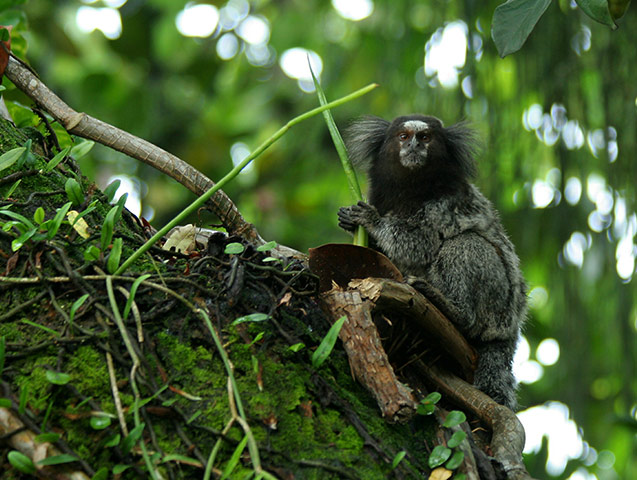 New species in Amazon: Mico acariensis 