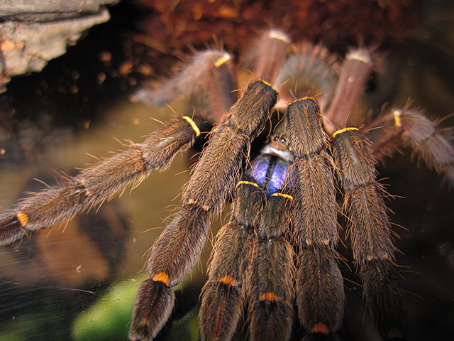 New species in Amazon: Ephebopus cyanognathus 