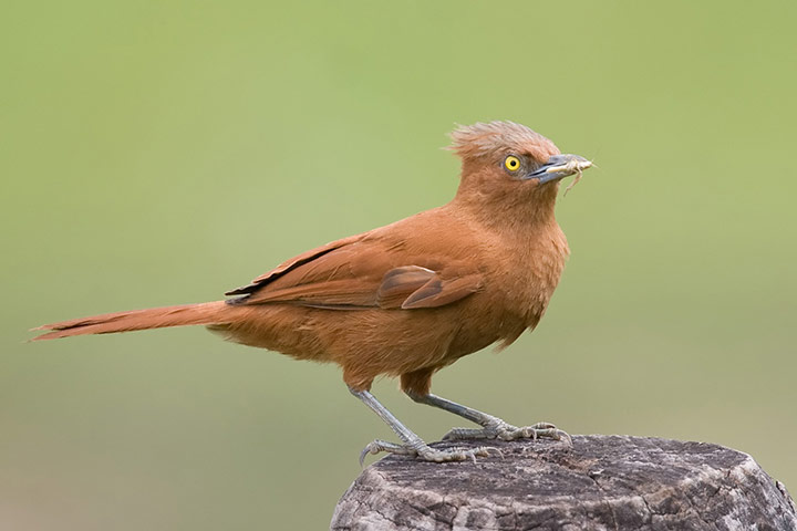 New species in Amazon: Rufus Twistwing / Cnipodectes superrufus 