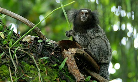 New species in Amazon: Rio acari marmoset