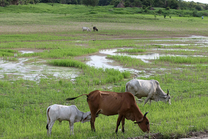 Amazonia drought: lake Praquequara on the outskirts of Manaus, Brazil