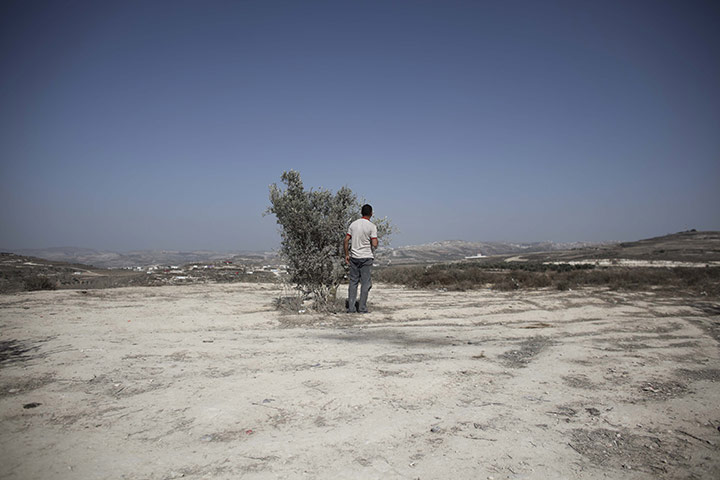 24 hours:  Majdi Suliman looks from behind one of his olive trees