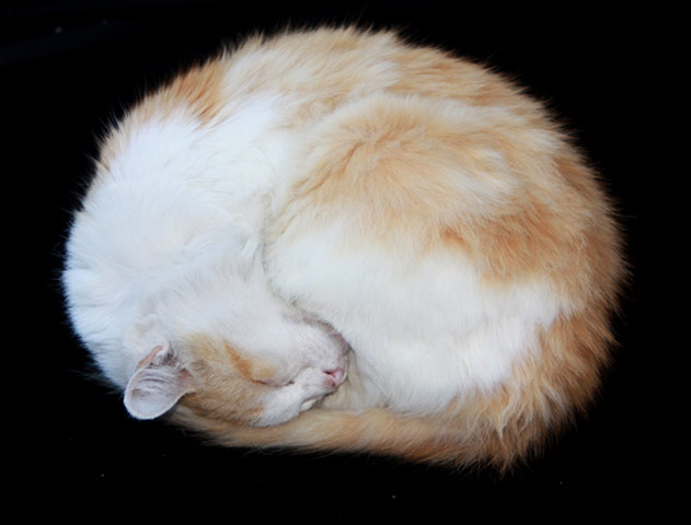 In pictures: circles: Curled cat