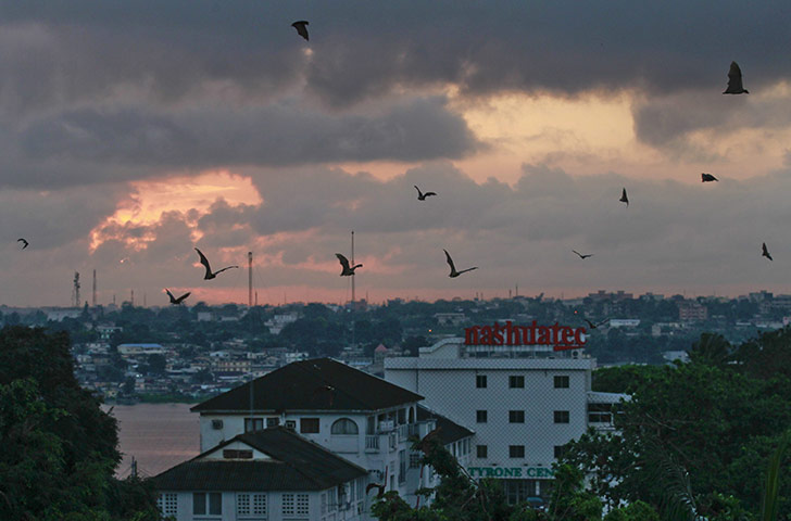 24 hours in pictures: Flying Foxes in Abidjan, Ivory Coast 