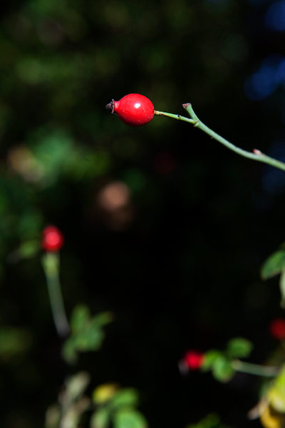 Camera Club: Autumn scenes in a forest in Hoxne, Suffolk